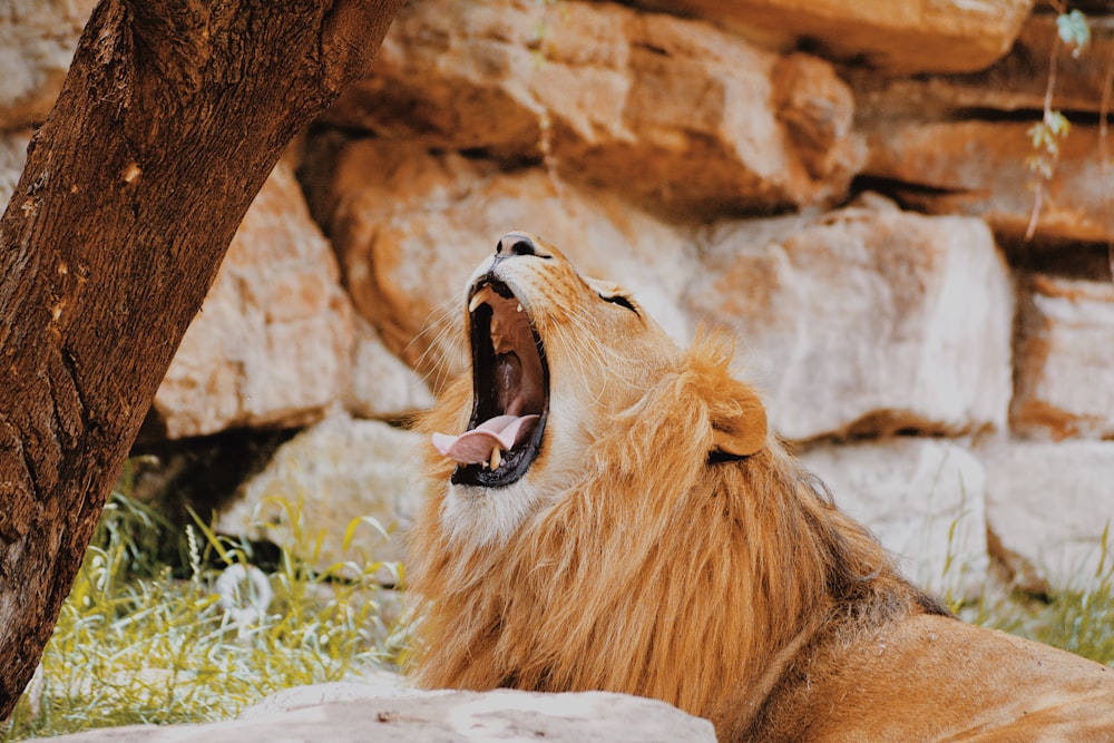 a lion yawning in front of a rock wall