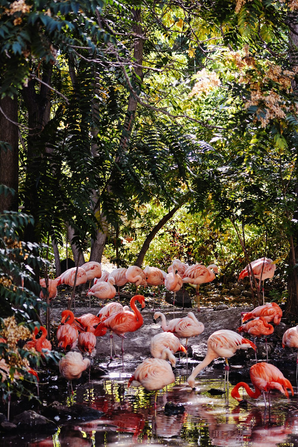 a group of flamingos in a pond