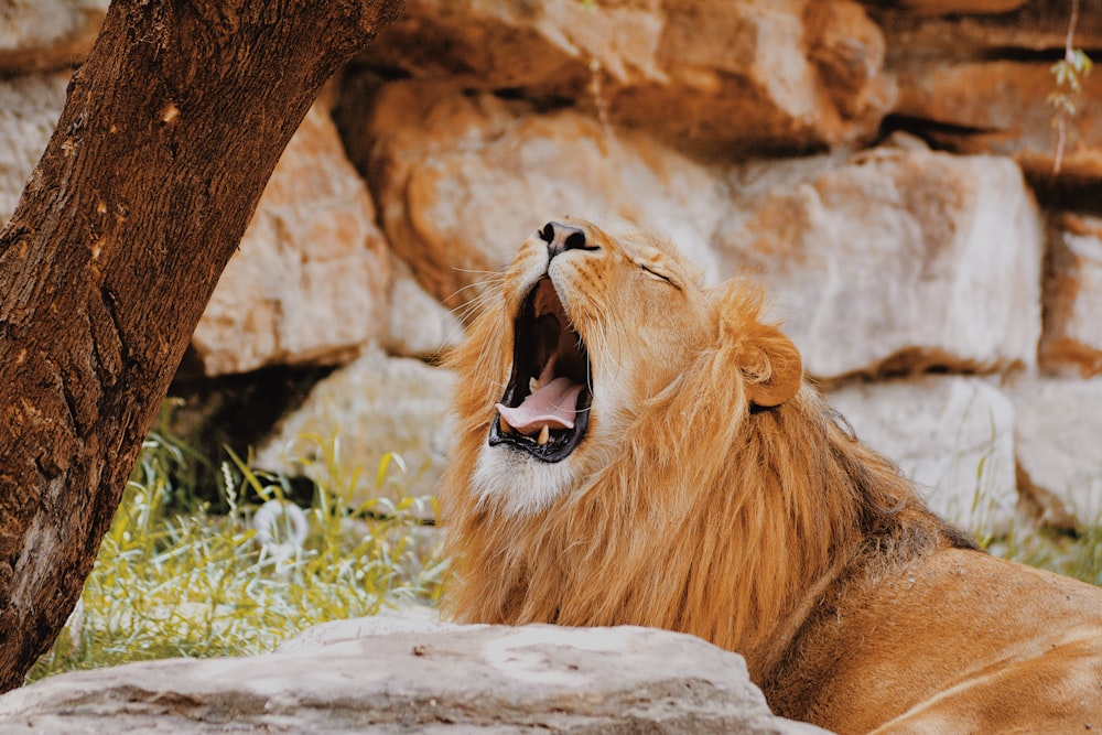 a lion yawning in front of a rock wall