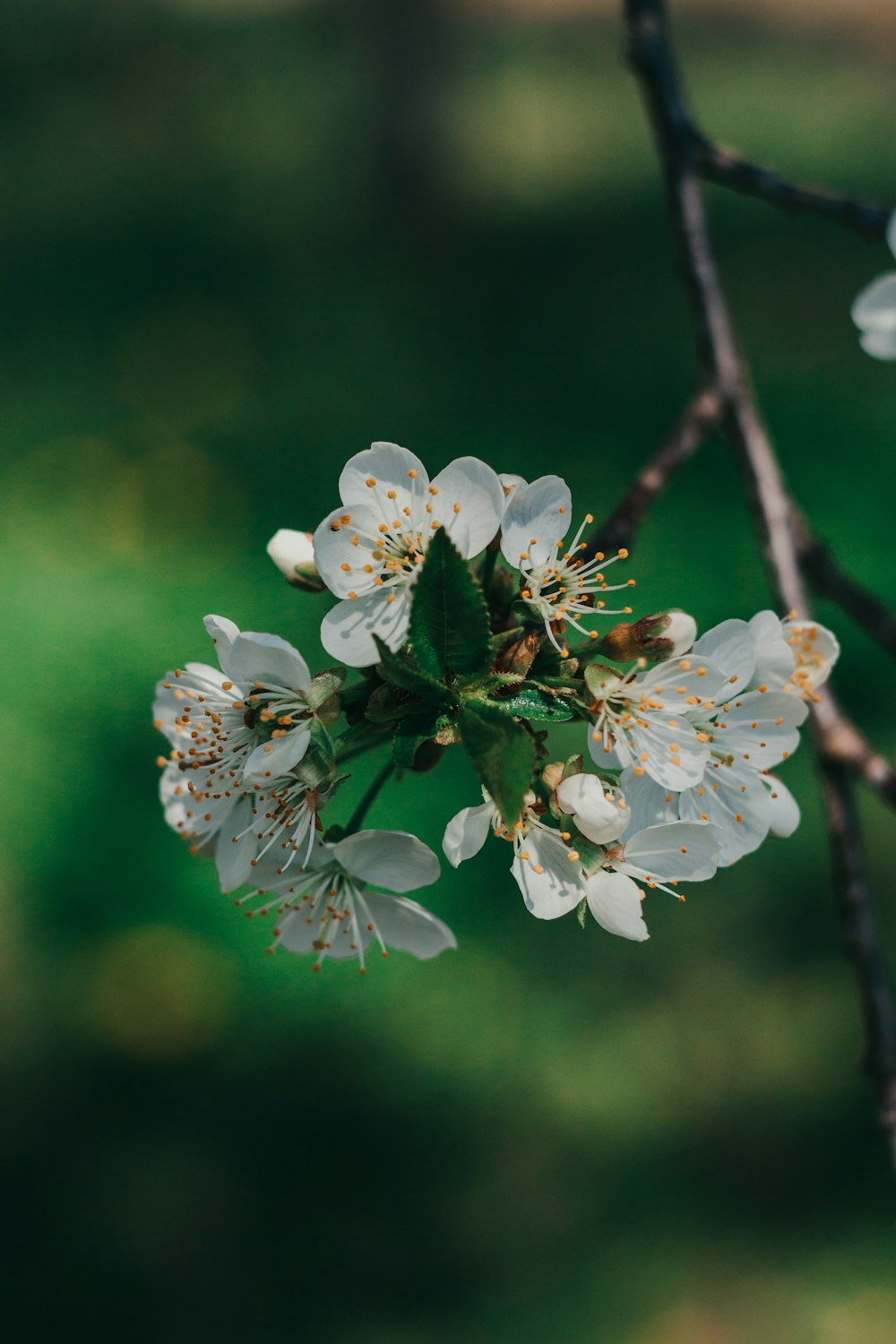 a close up of a tree branch with white flowers