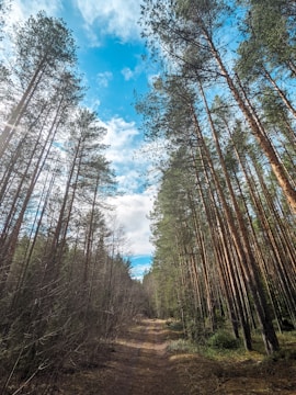 A scenic nature trail with trees and sunlight filtering through.