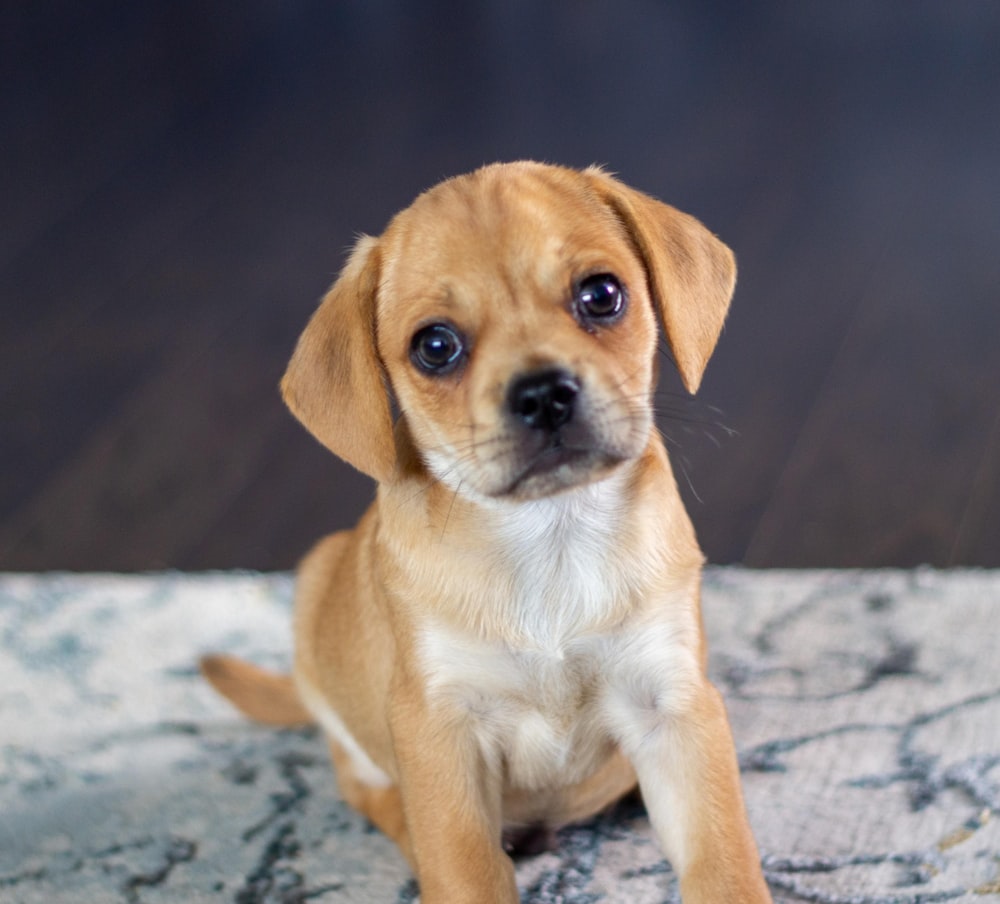 a small brown and white dog