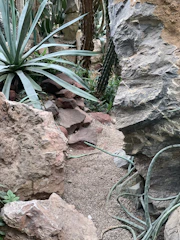A natural rock garden featuring dry riverbeds and drought-resistant plants.