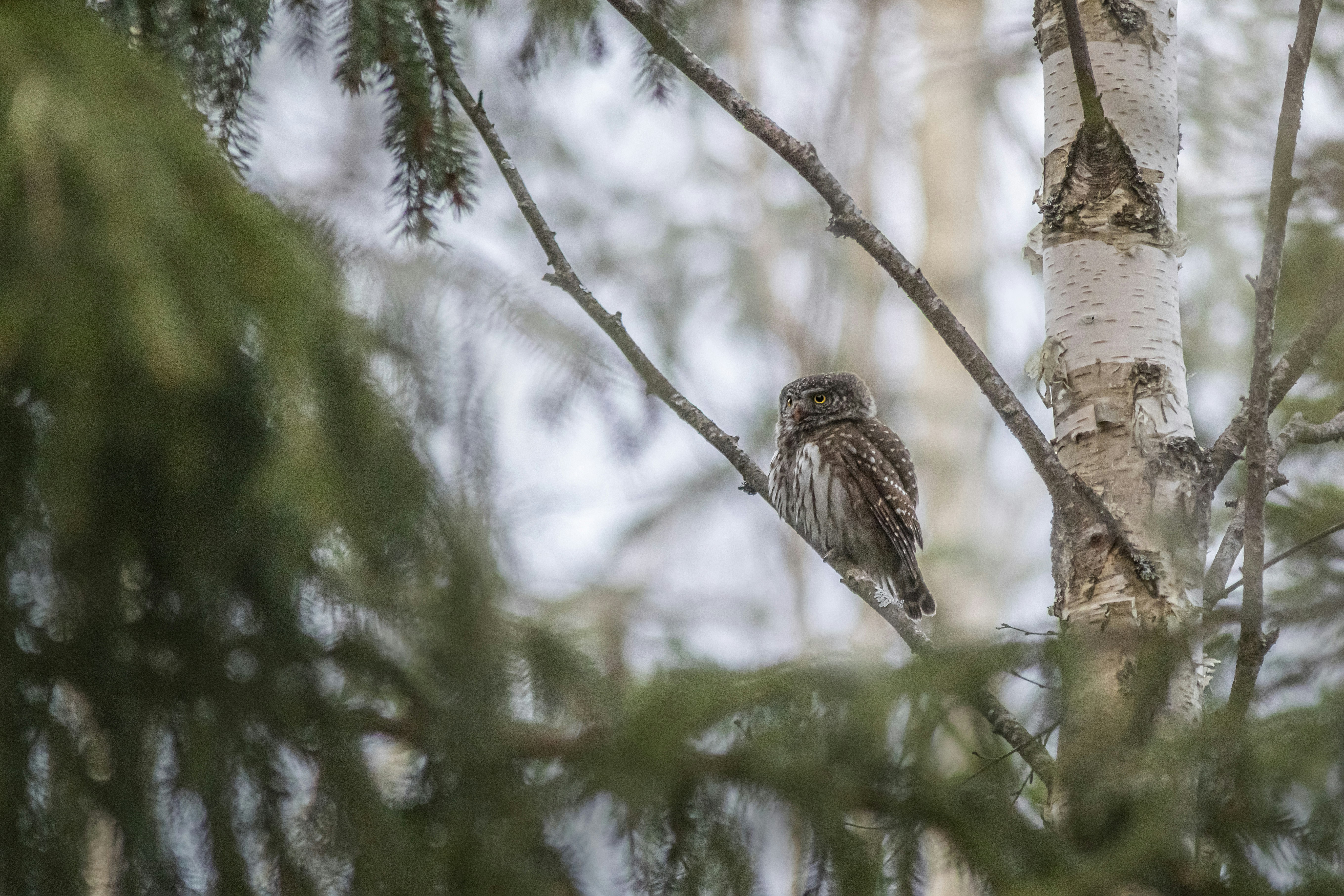 Photo by erik_karits