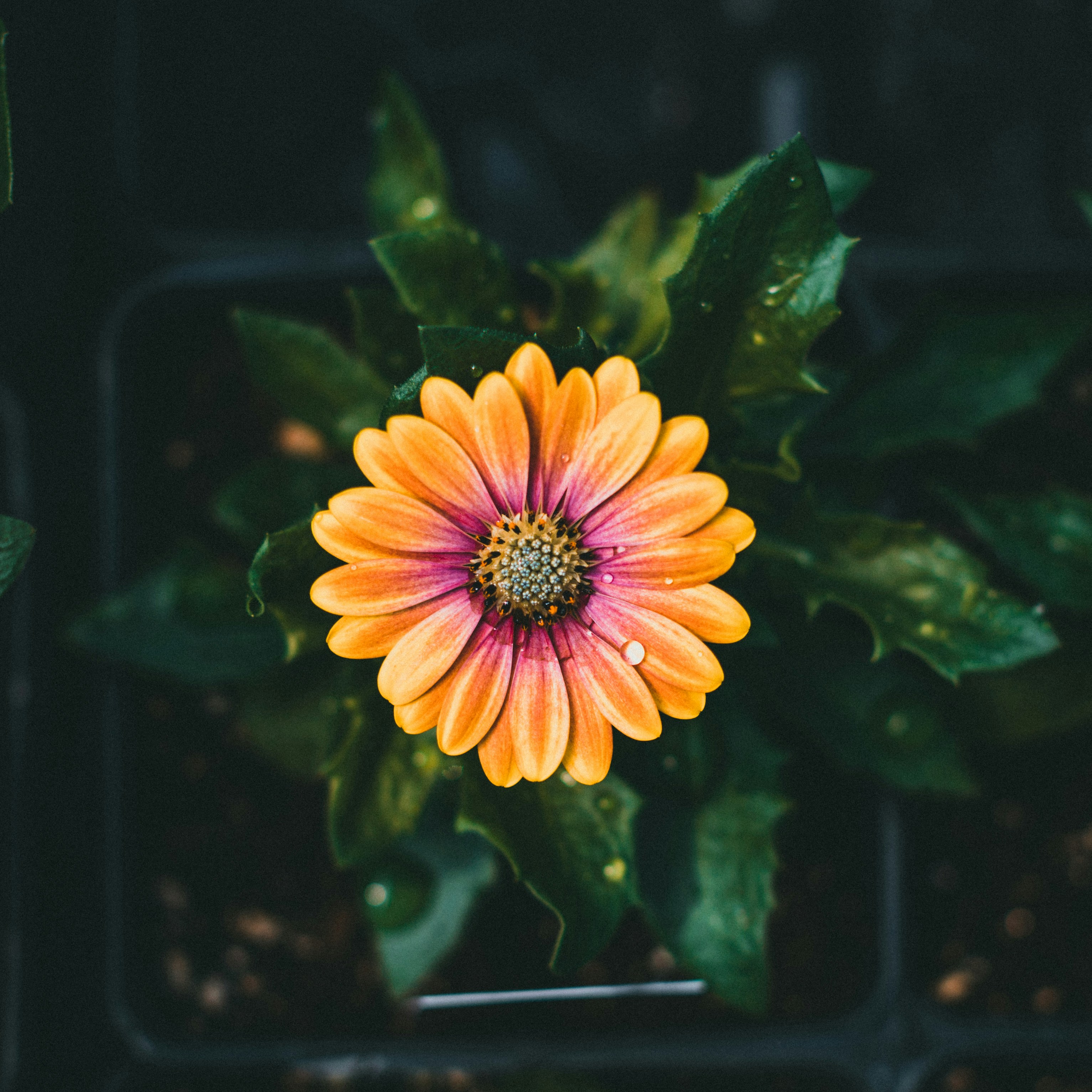 Photo by theshuttervision