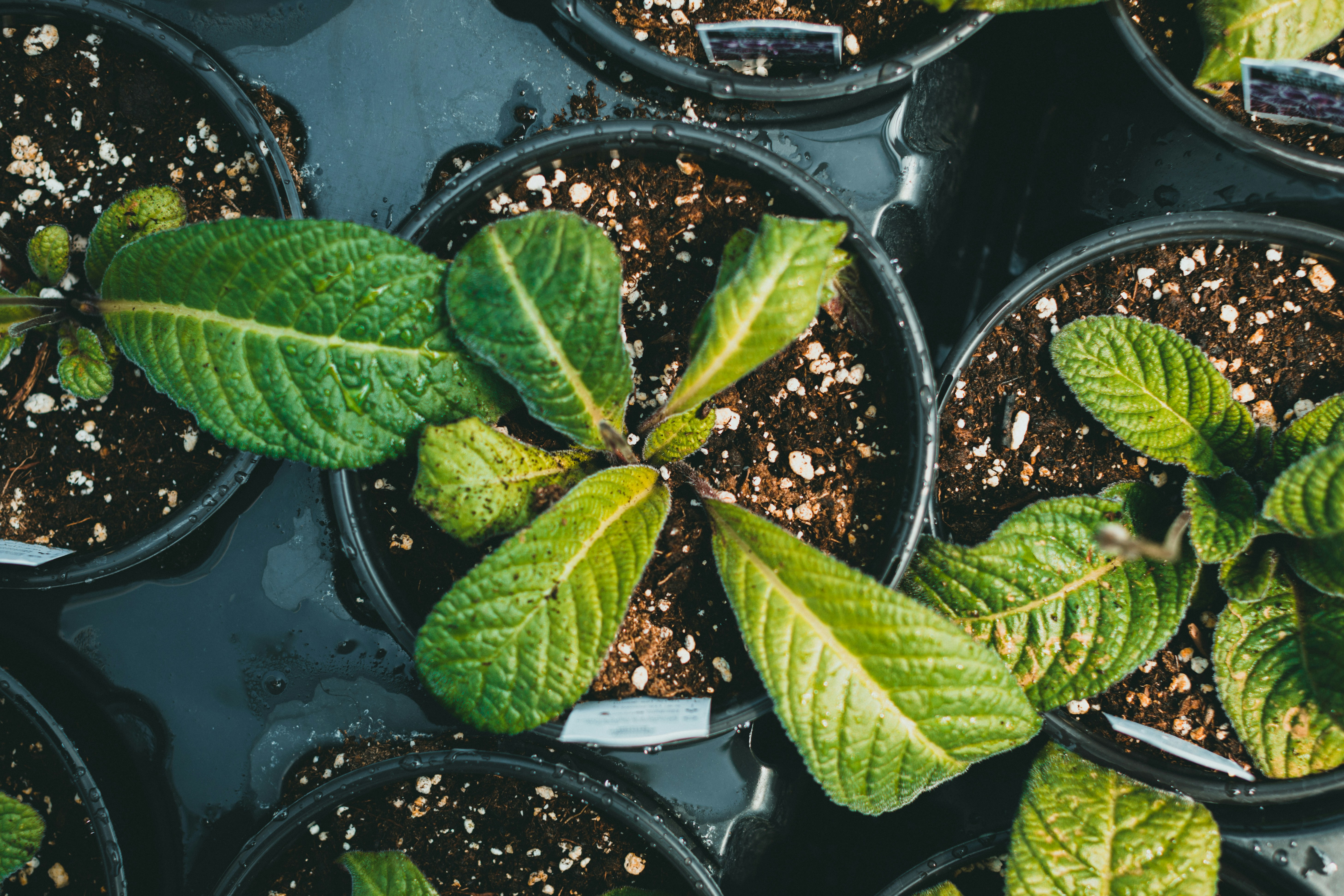 From molecule to relief: how THCA acts without intoxication