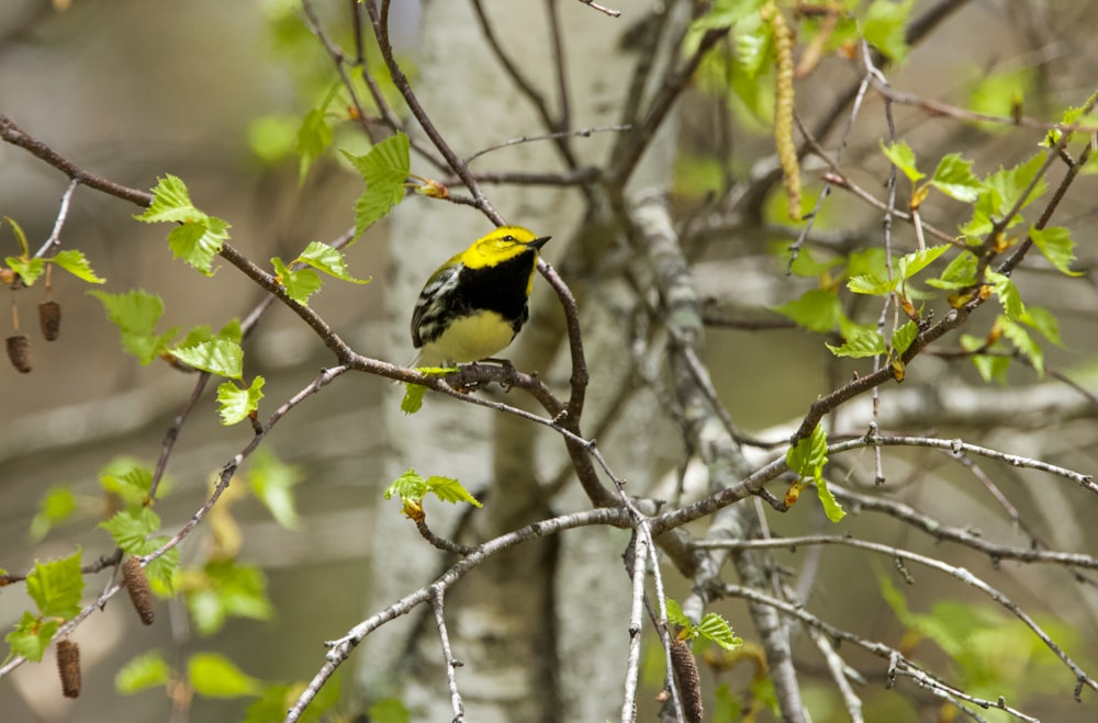 a yellow bird perched on a tree branch