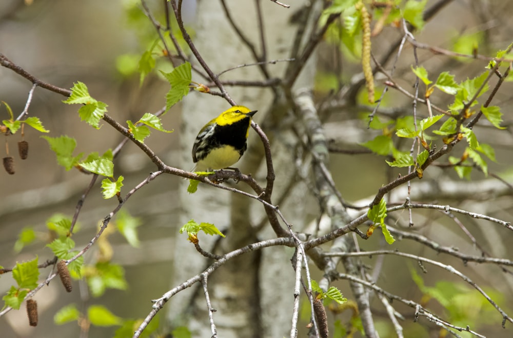 Un uccello giallo appollaiato su un ramo dell'albero