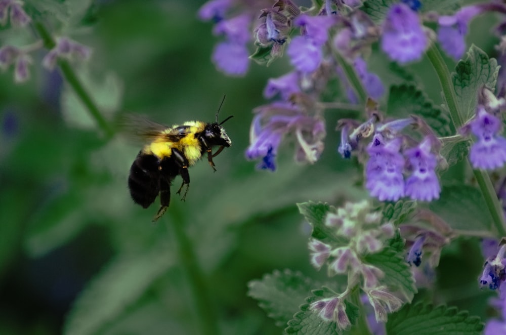 a bee on a flower