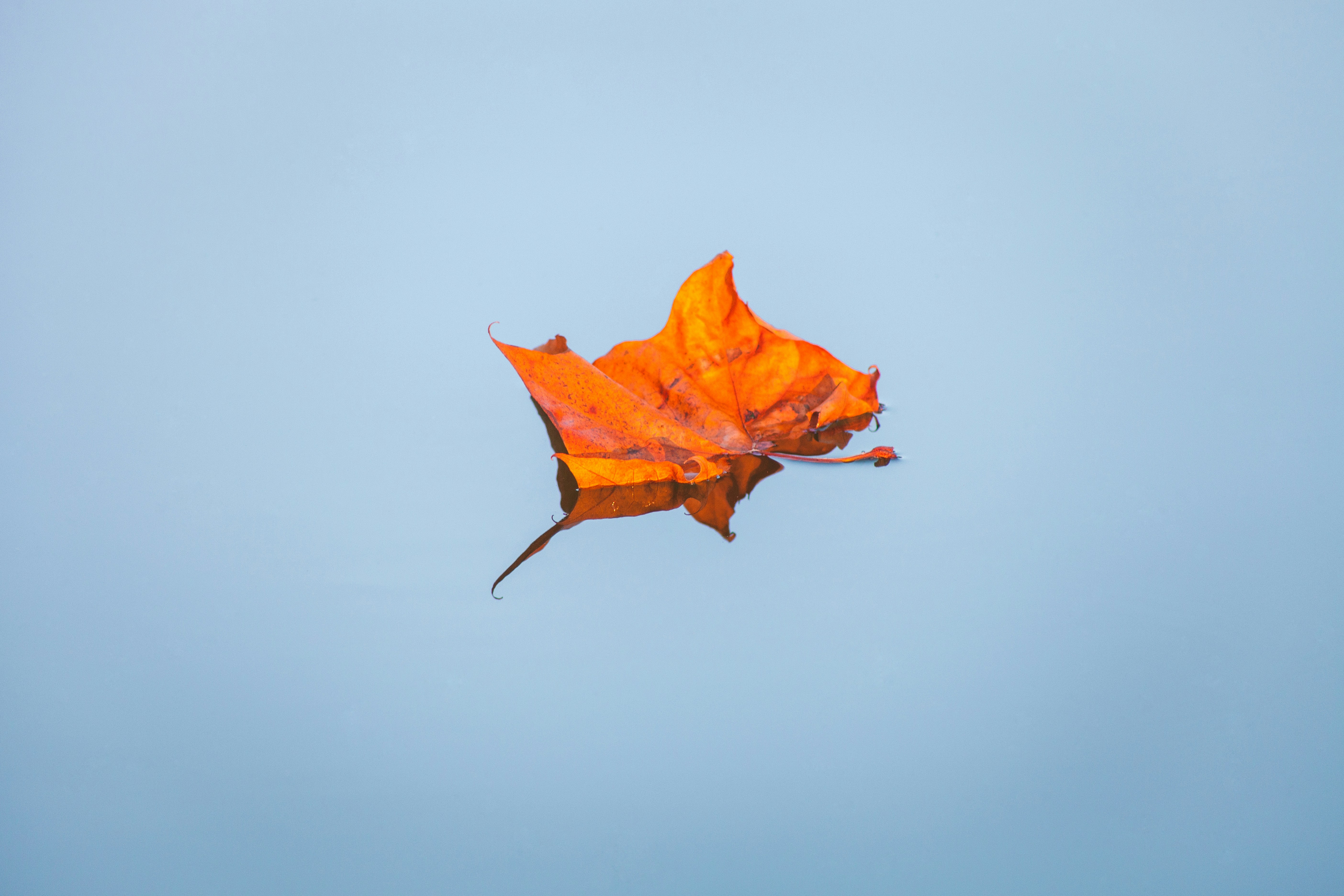 a leaf on a blue background