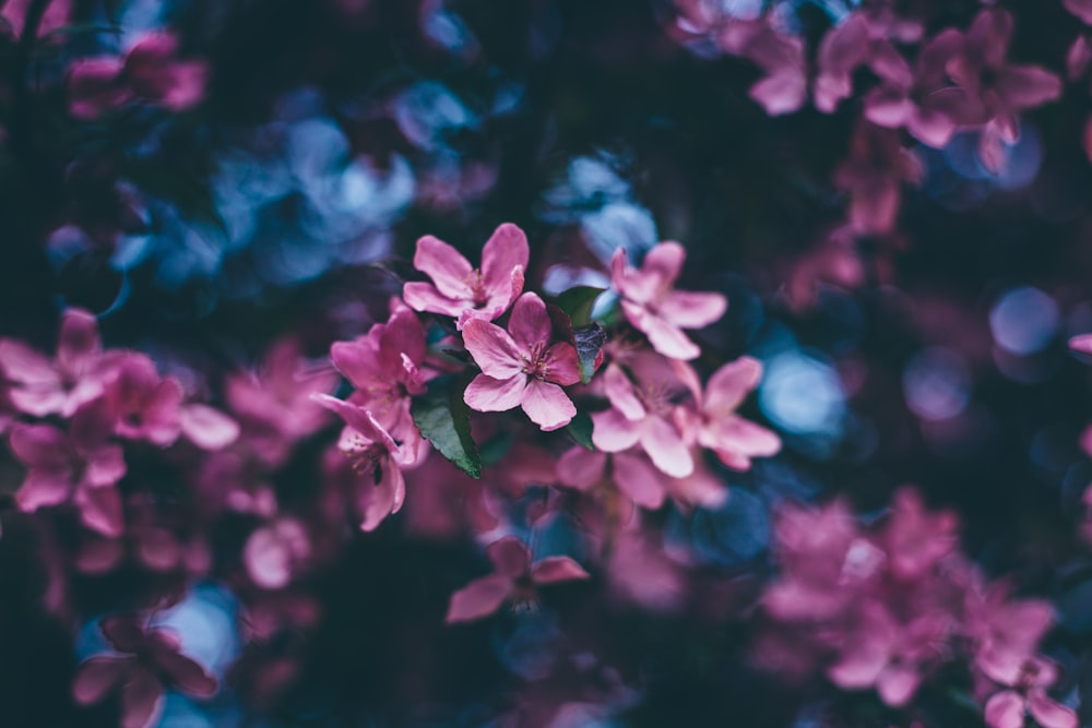 a close up of some flowers