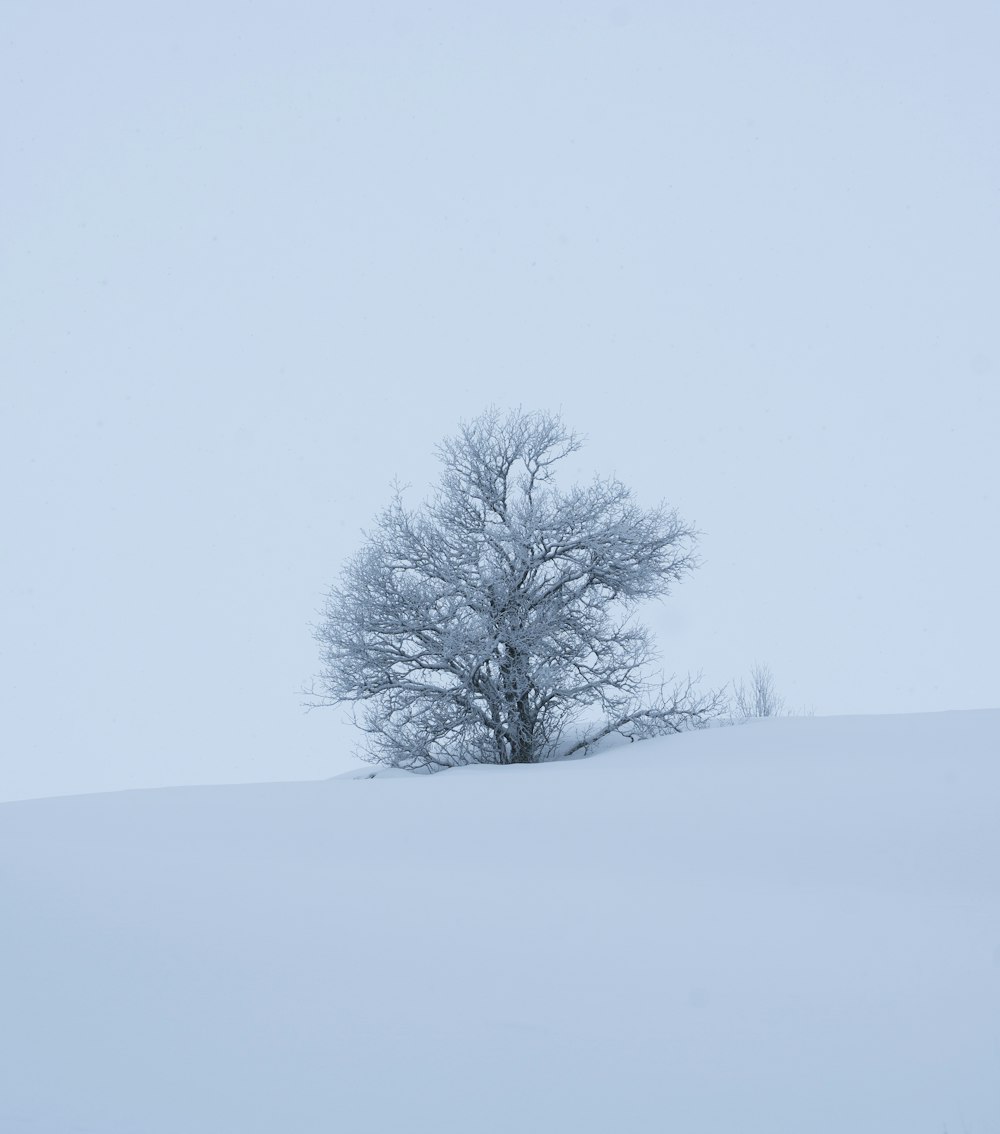 a tree in a snowy field