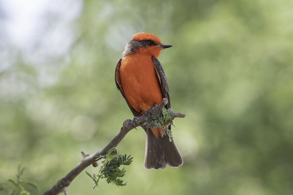 a bird sitting on a branch