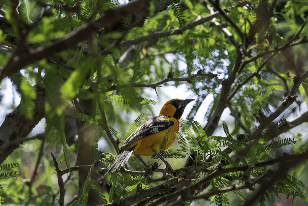 a bird perched on a tree branch