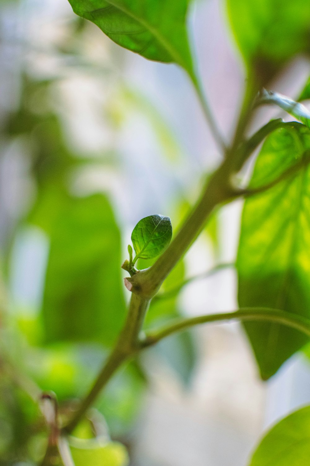 a close up of a bug on a leaf