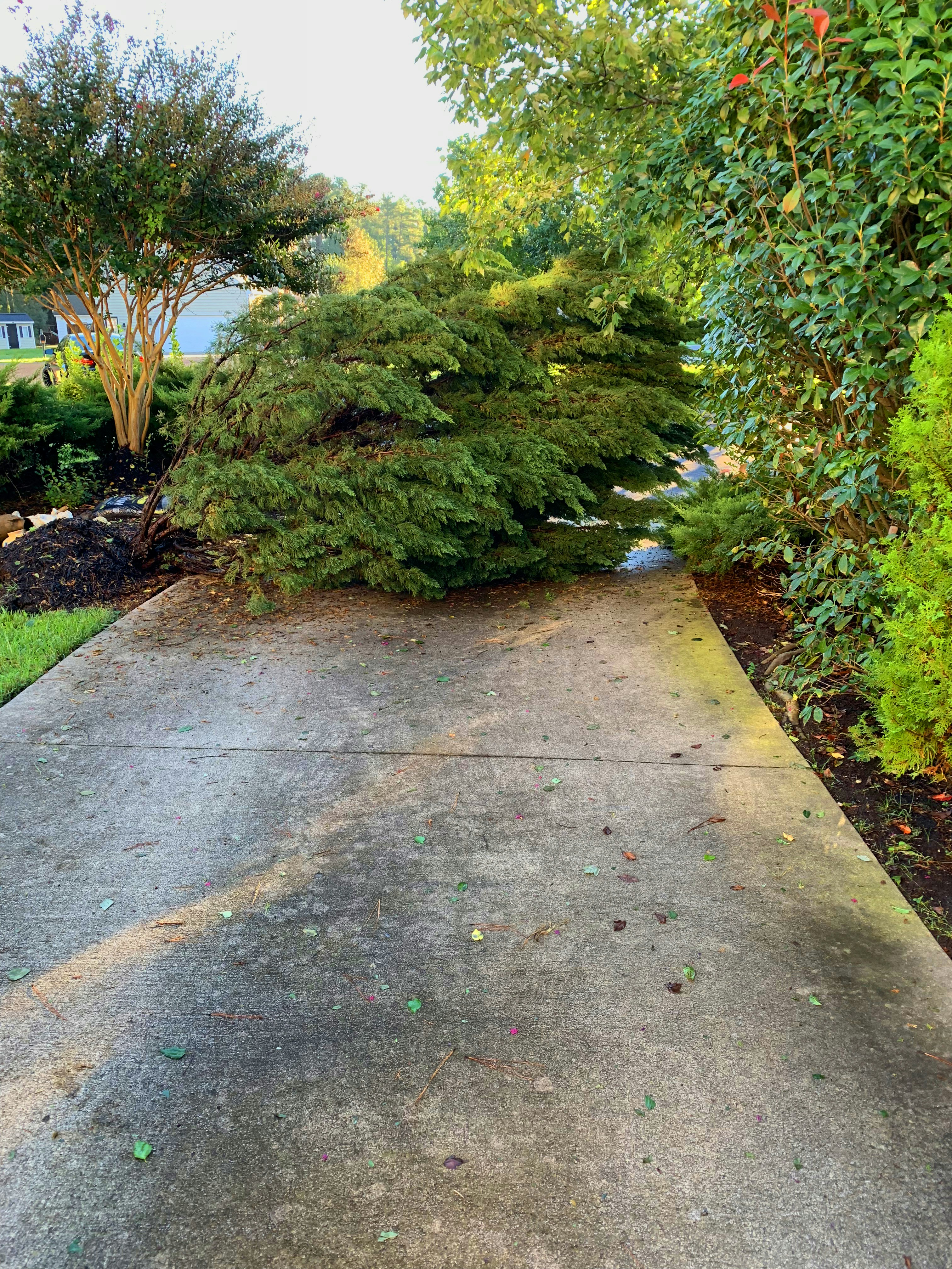 A path with bushes and trees on the side photo – Free Green Image on ...