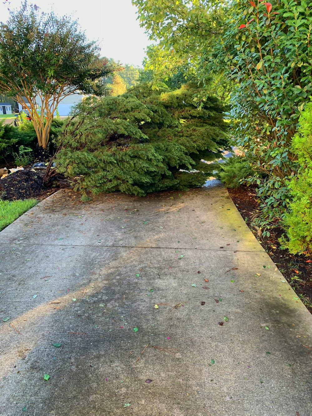 a path with bushes and trees on the side