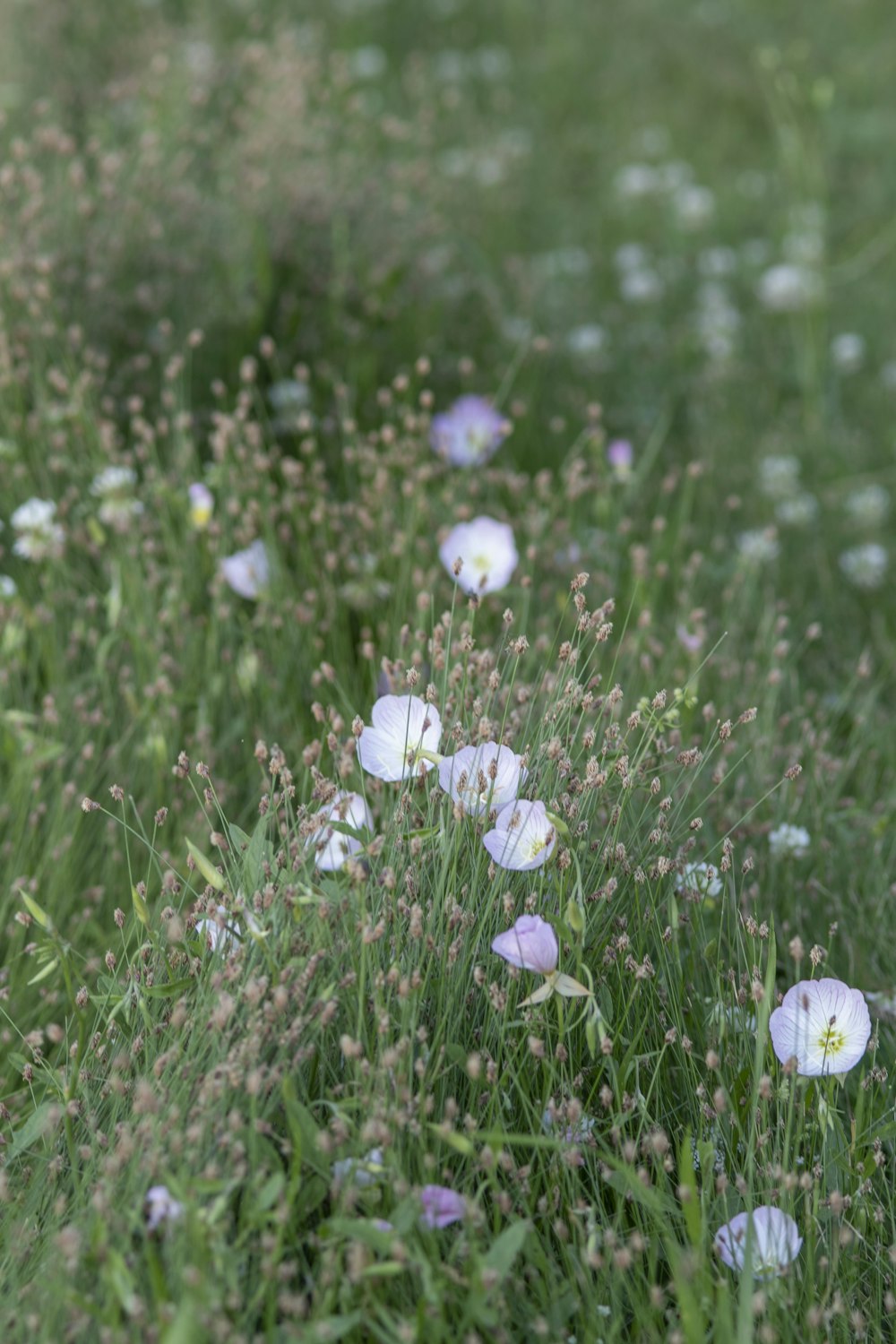 a field of flowers