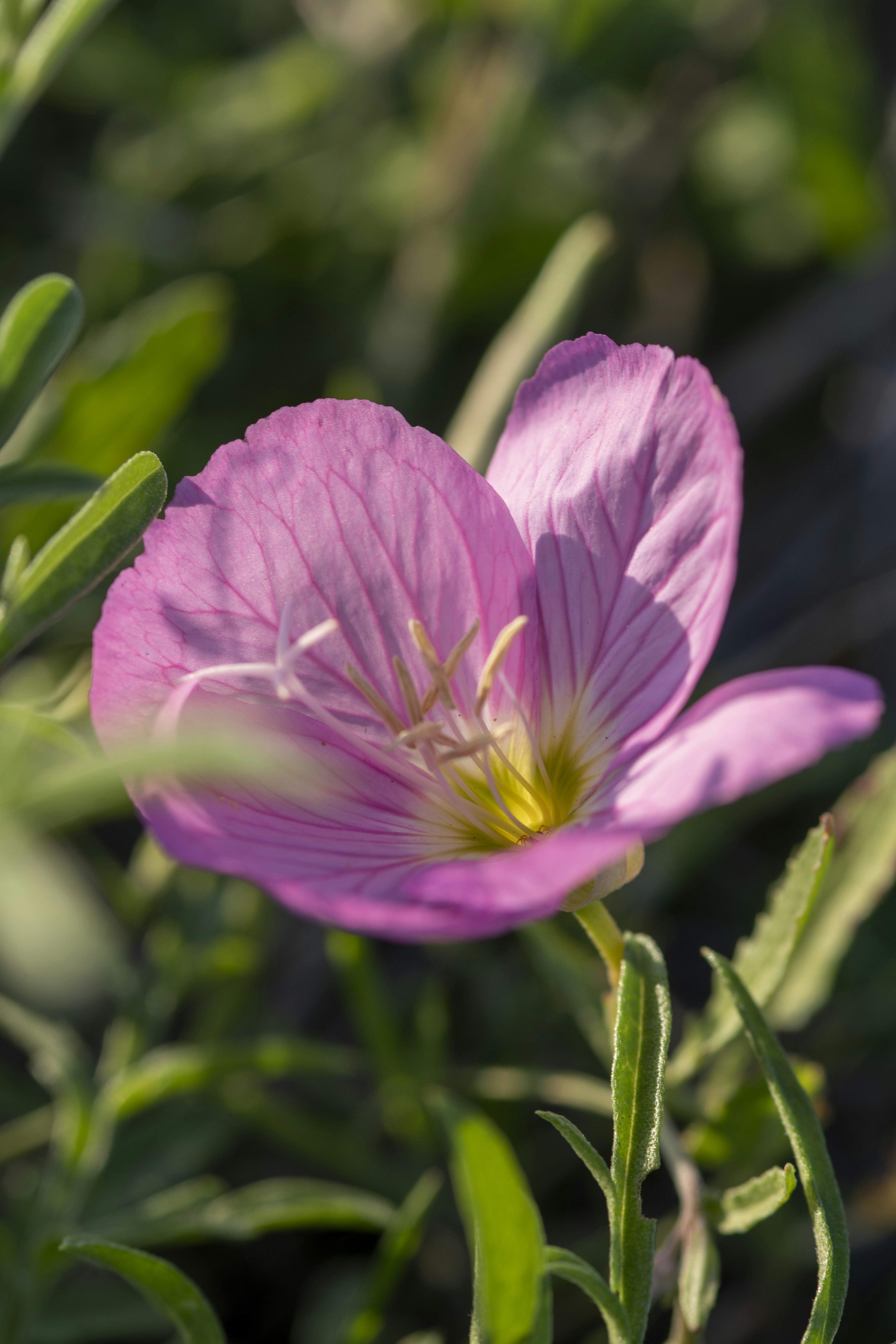 Unsplashで見つける野生の花の無料写真