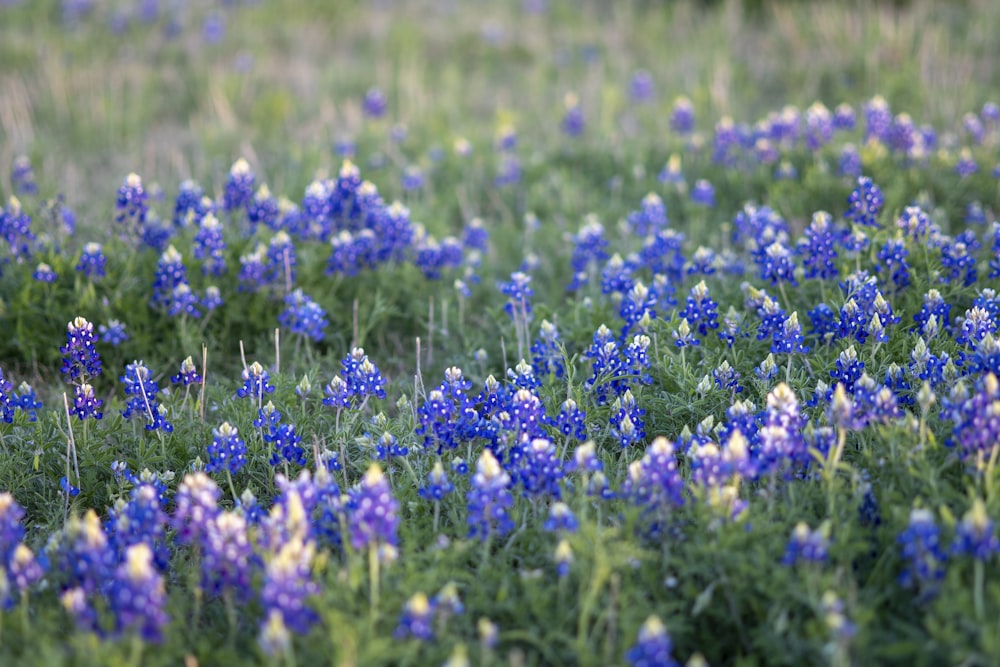 Ein Feld mit blauen Blumen