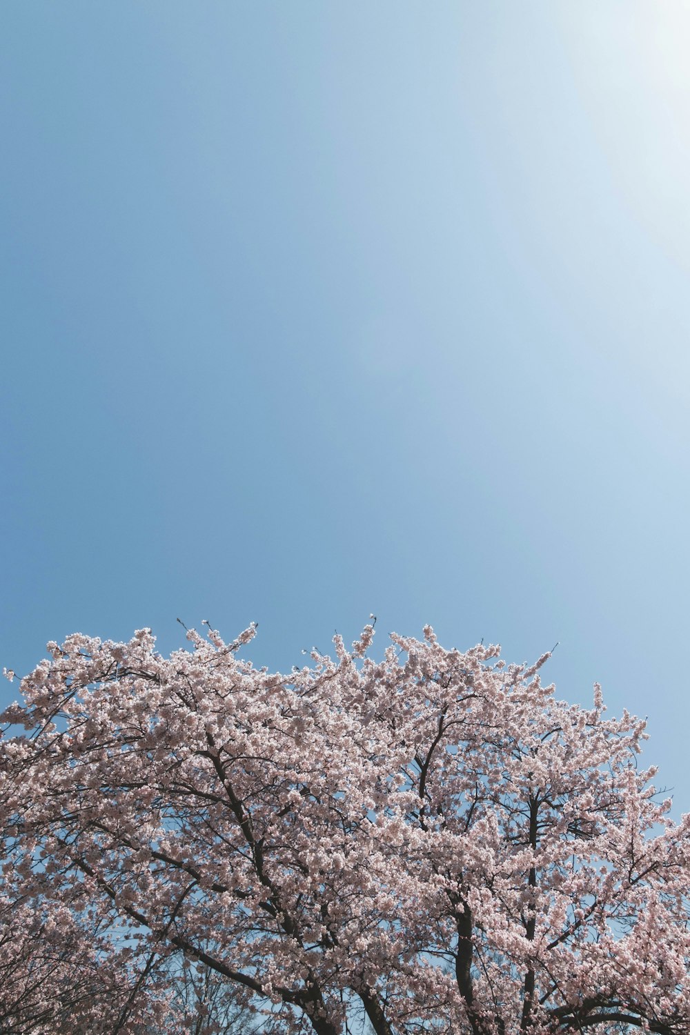 a group of trees with pink flowers