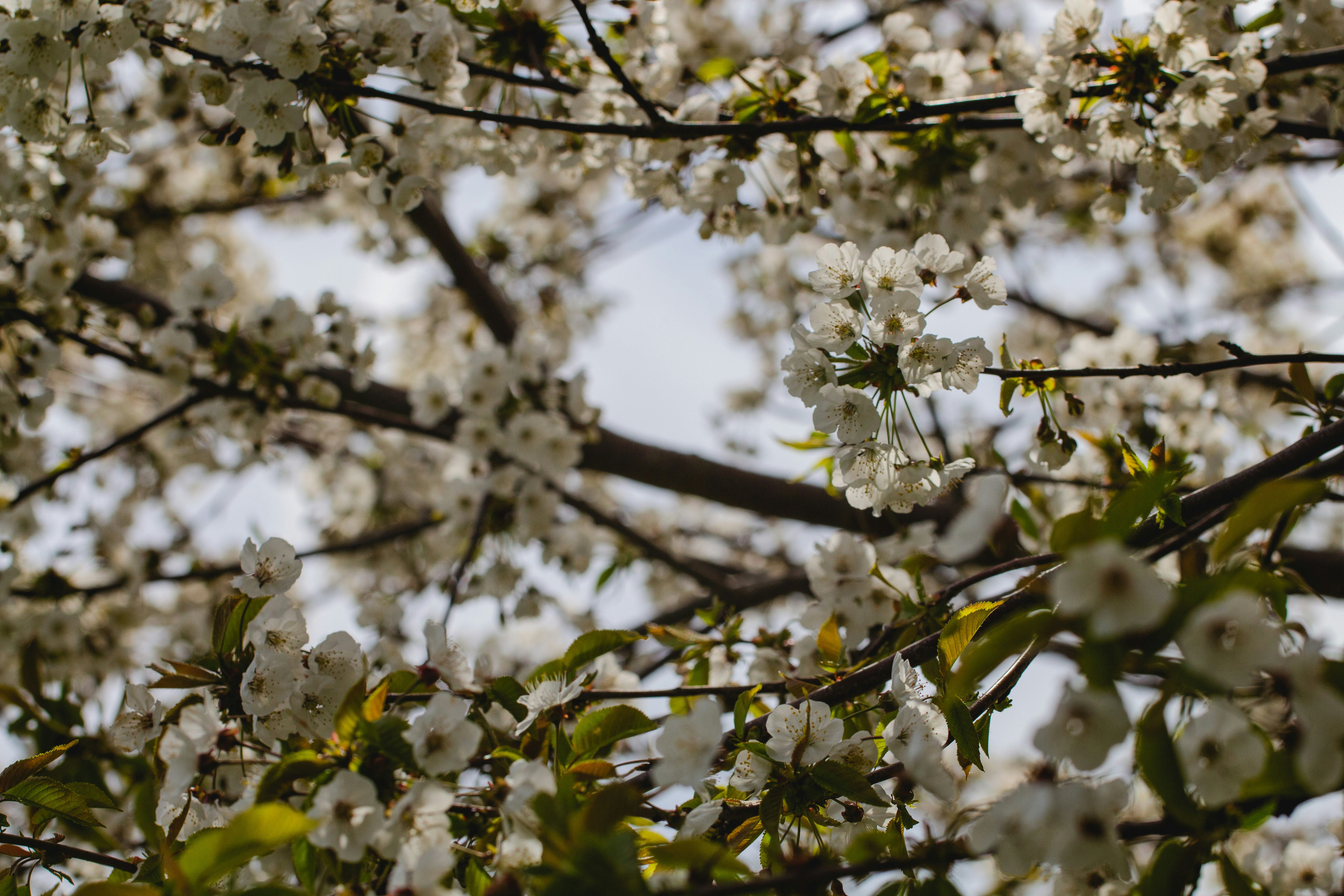 Photo by emmanuelphaeton