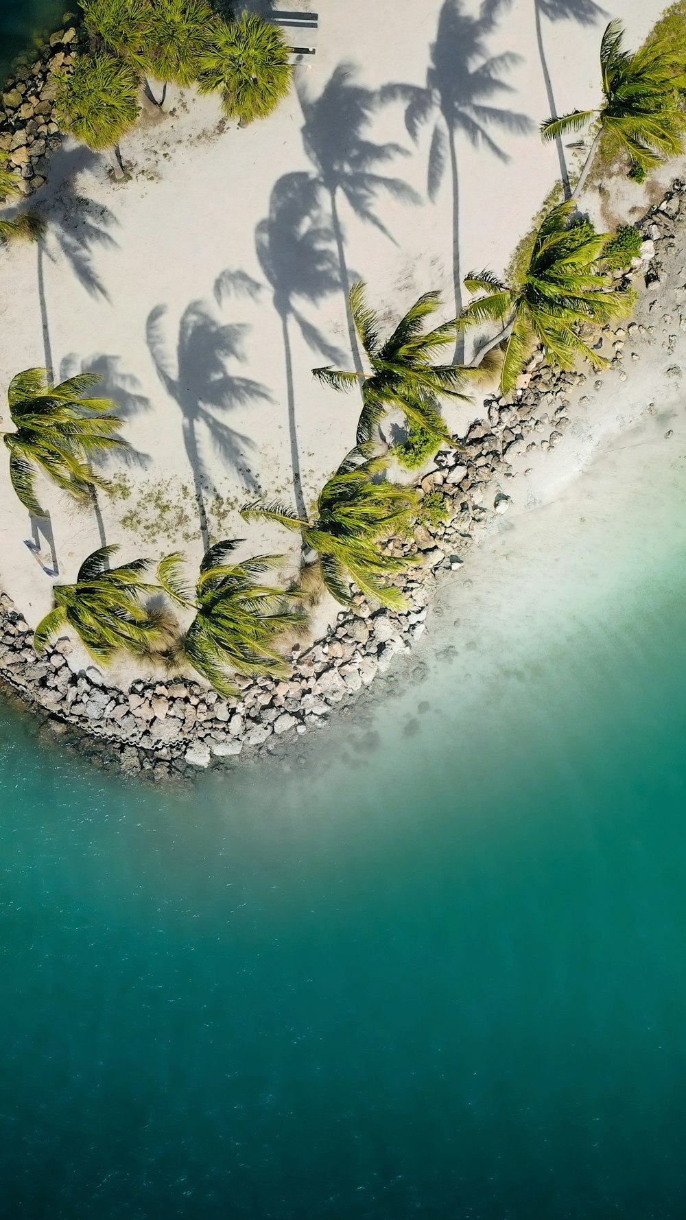 uma praia com palmeiras