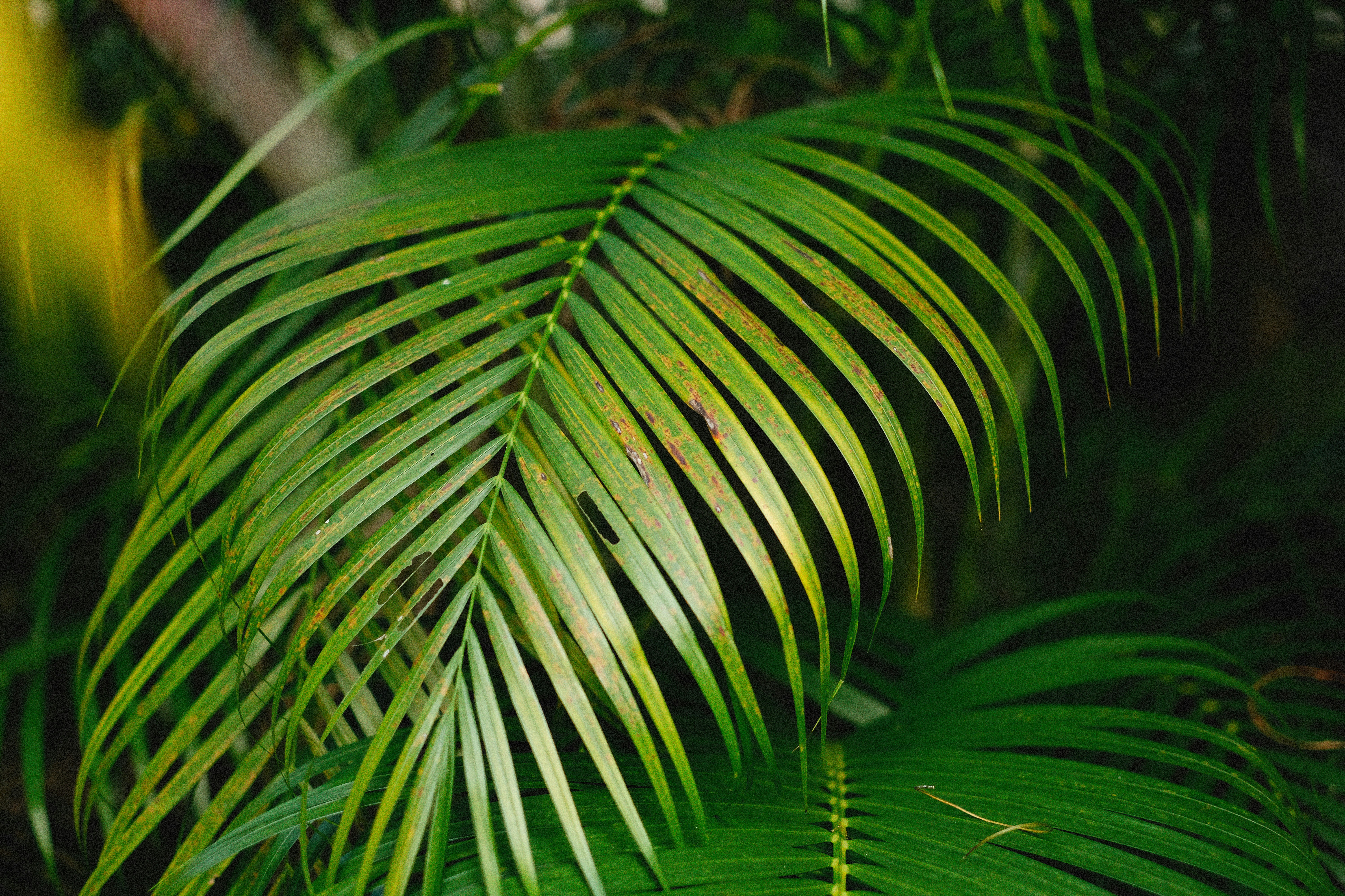 close up of a green leaf