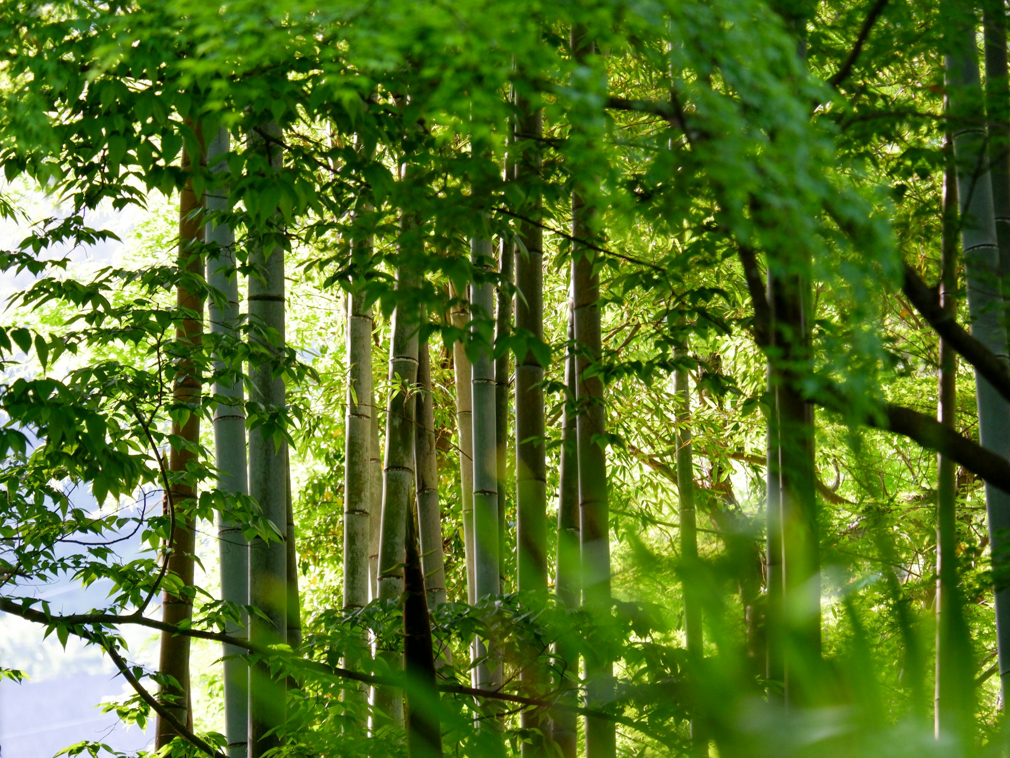 Shuzenji's Ideal Seasons for Visiting: A Practical Weather Guide