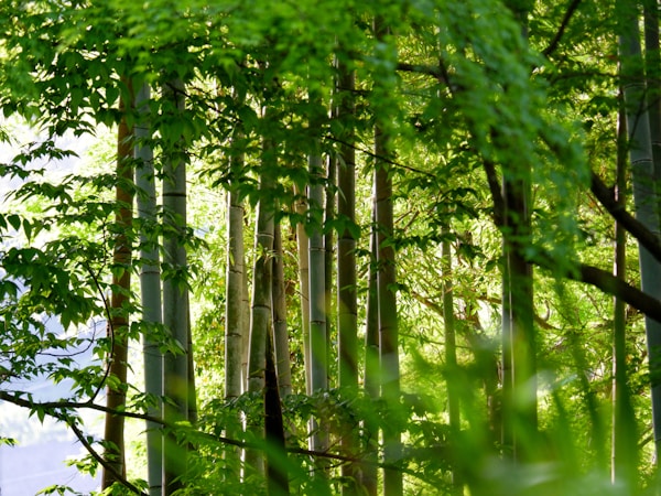 Shuzenji's Ideal Seasons for Visiting: A Practical Weather Guide