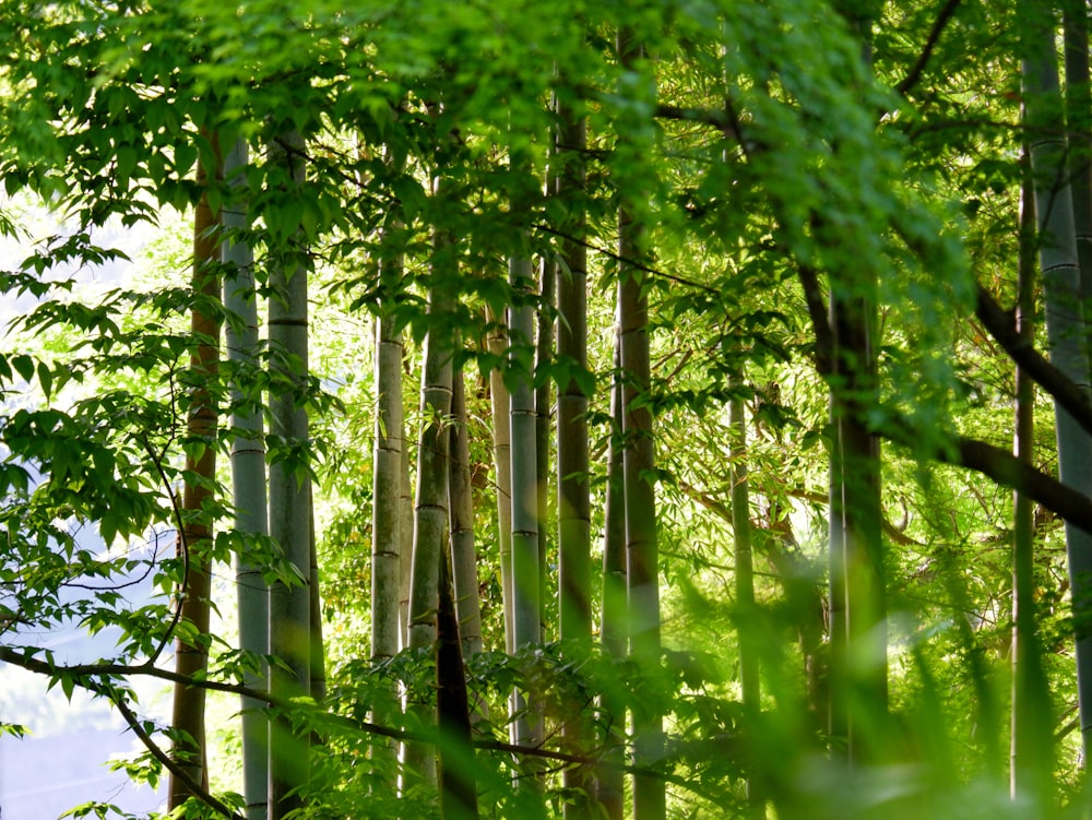 a group of trees