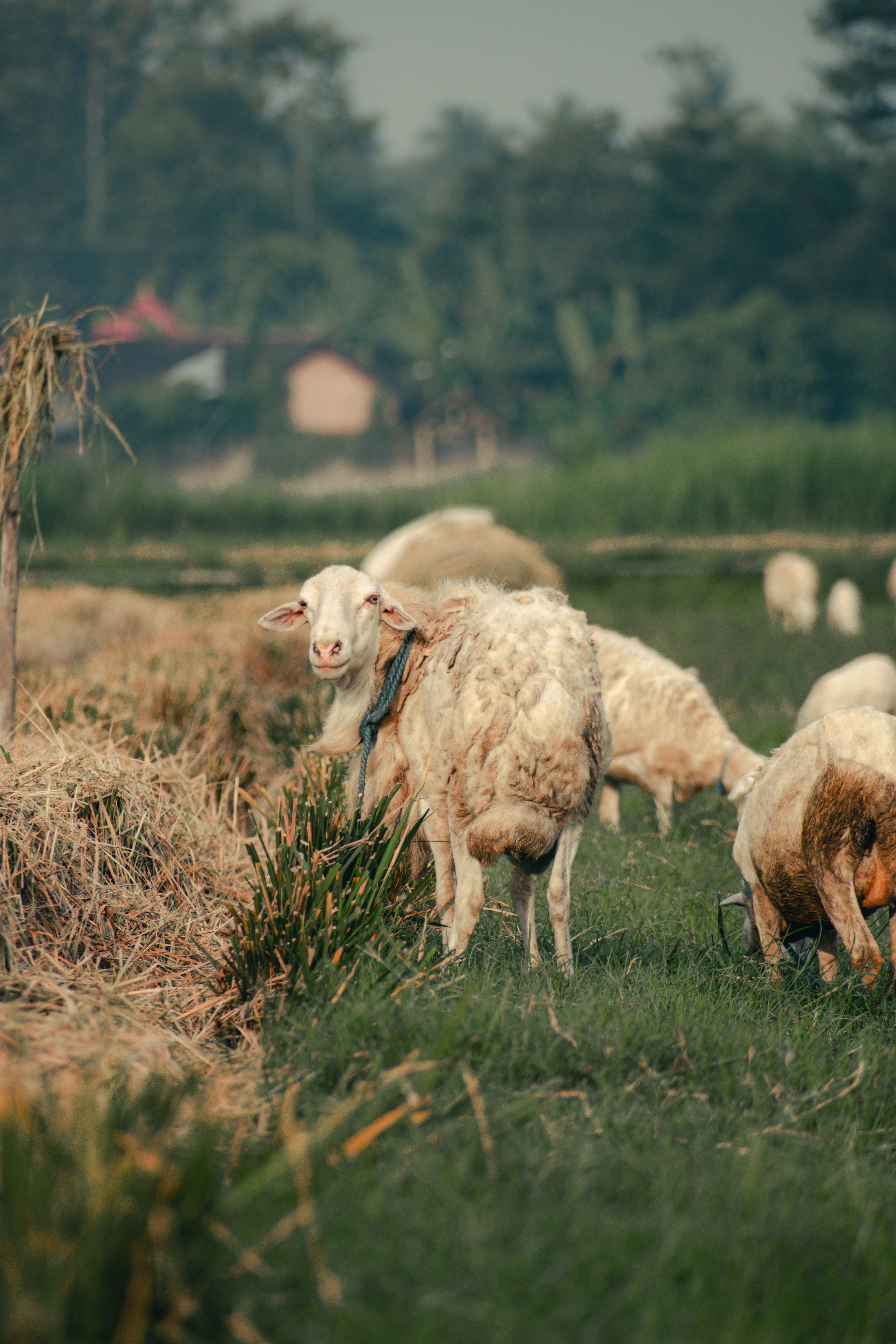 Photo 1652237972081 F402e657e8f7?ixid=M3w0MzUxNjF8MHwxfHNlYXJjaHwzfHxsb2NhbCUyMGZhcm1lcnN8ZW58MHx8fHwxNzYyOTUyMDg5fDA&ixlib=rb 4.1