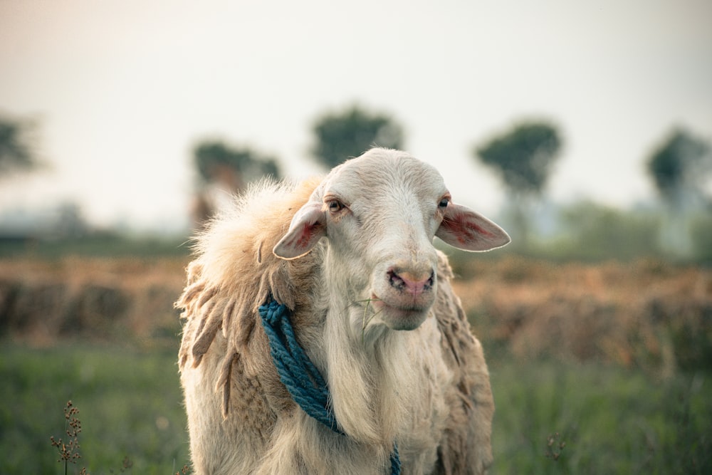 a white goat with a blue collar