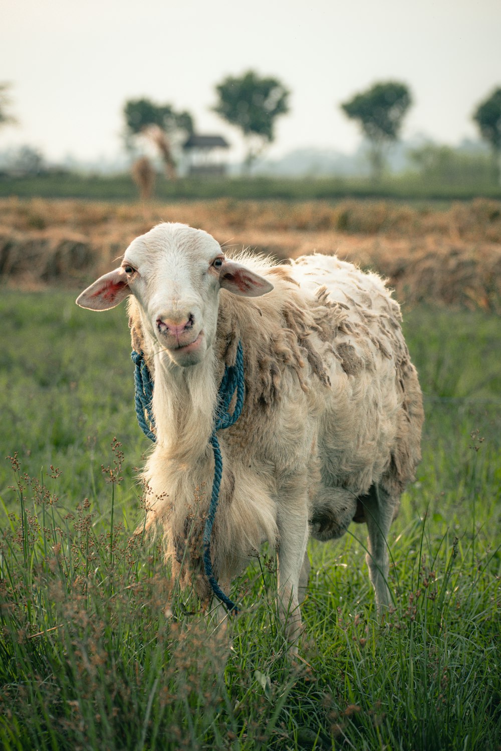 a white goat with a blue leash