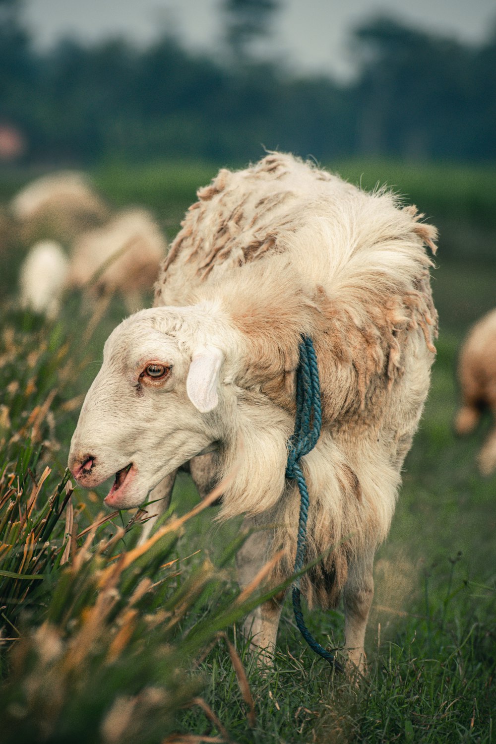 a dog with a leash in a field