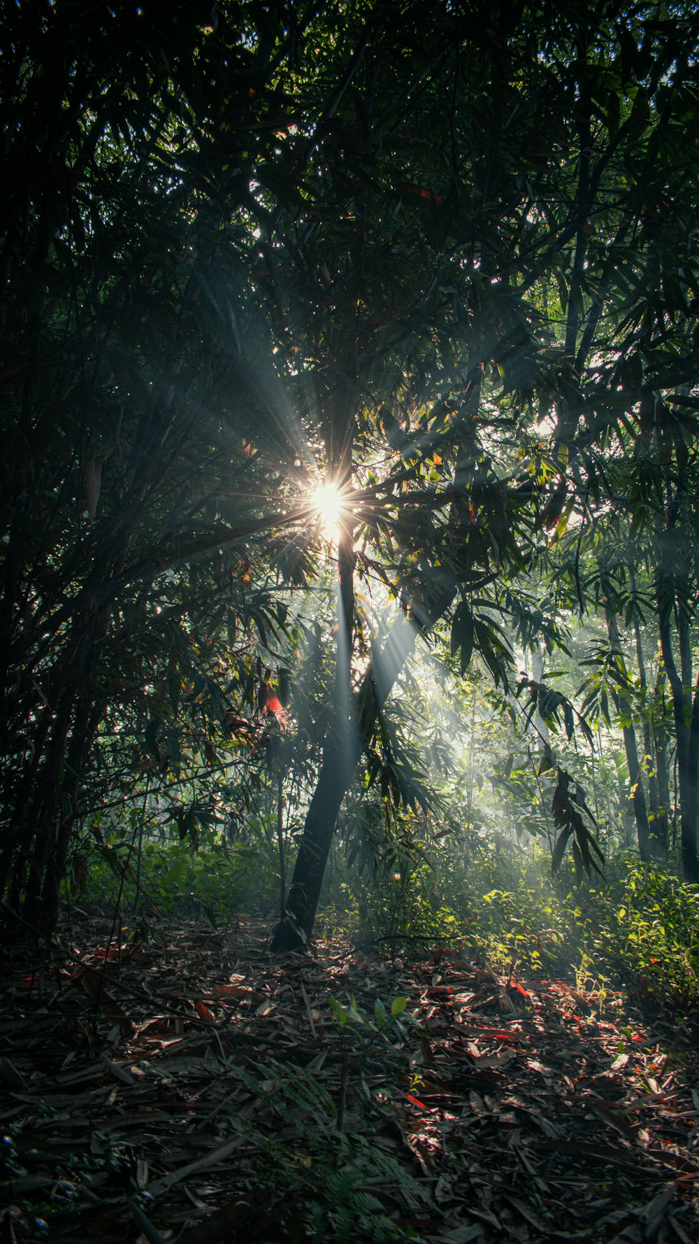 a forest with trees and leaves