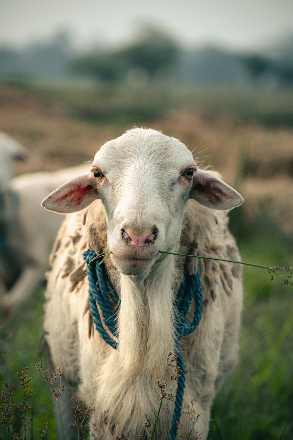 a white goat with a blue collar