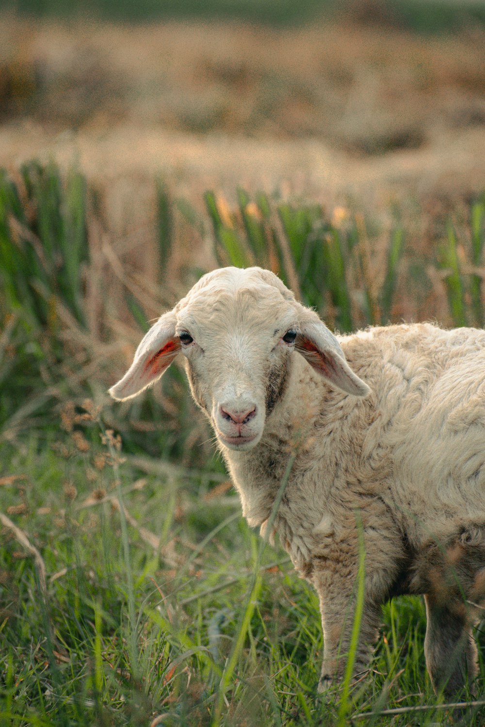 a white lamb in a field