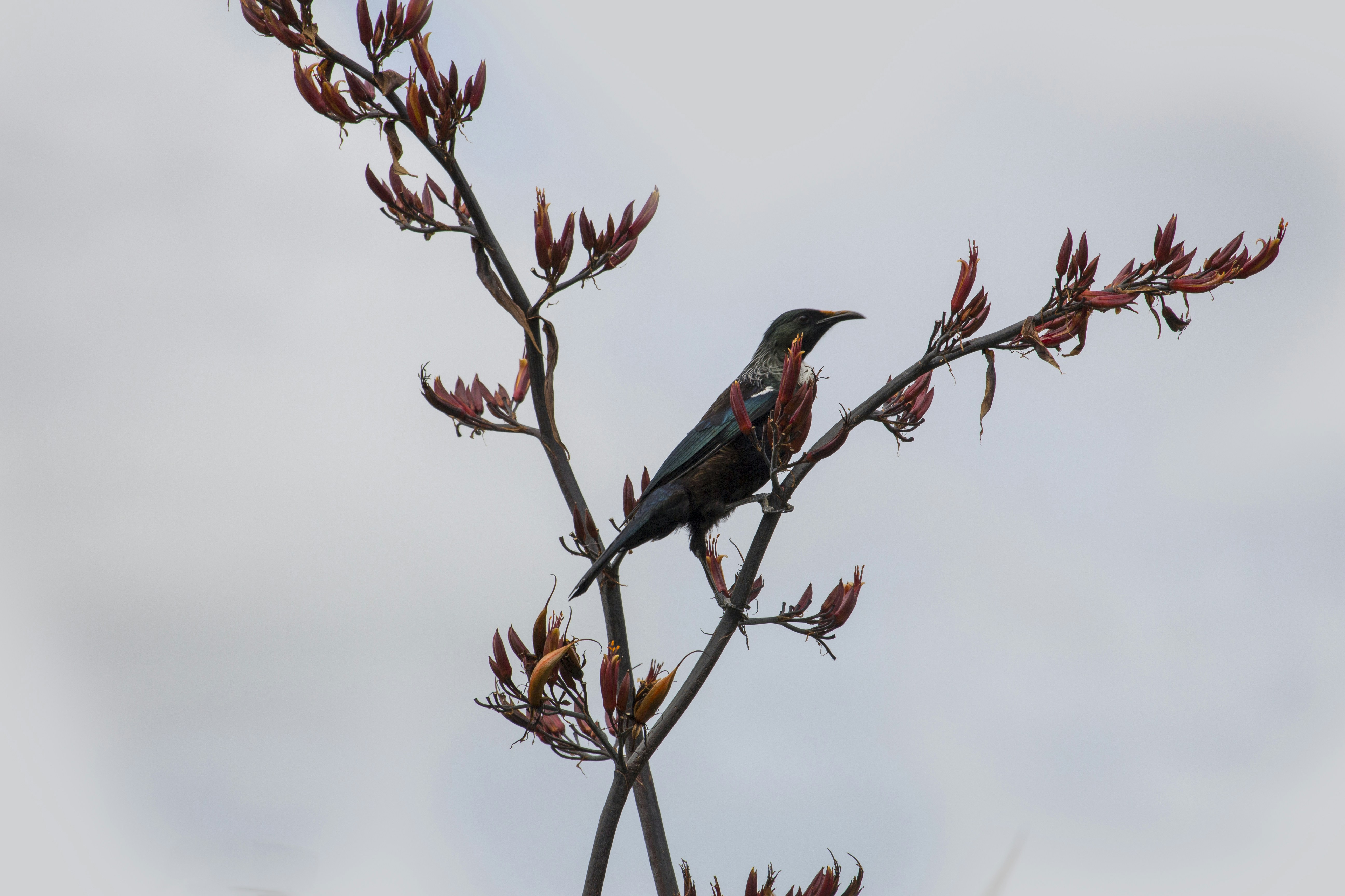 a bird perched on a branch, 