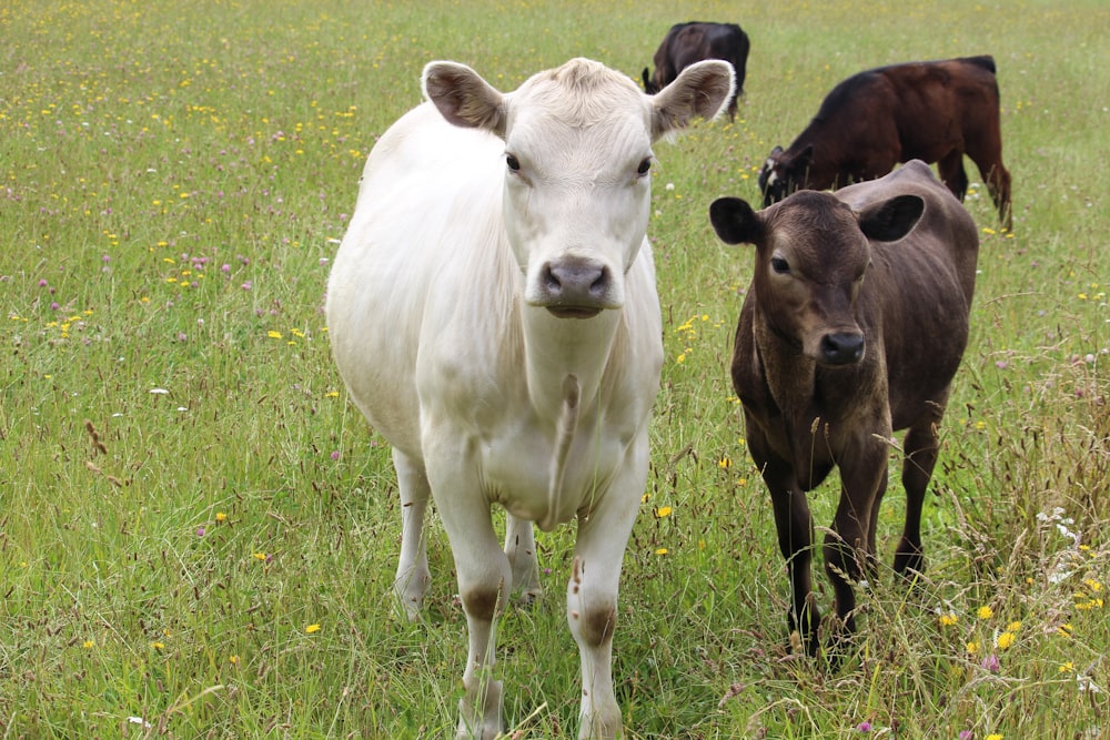 a group of cows in a meadow