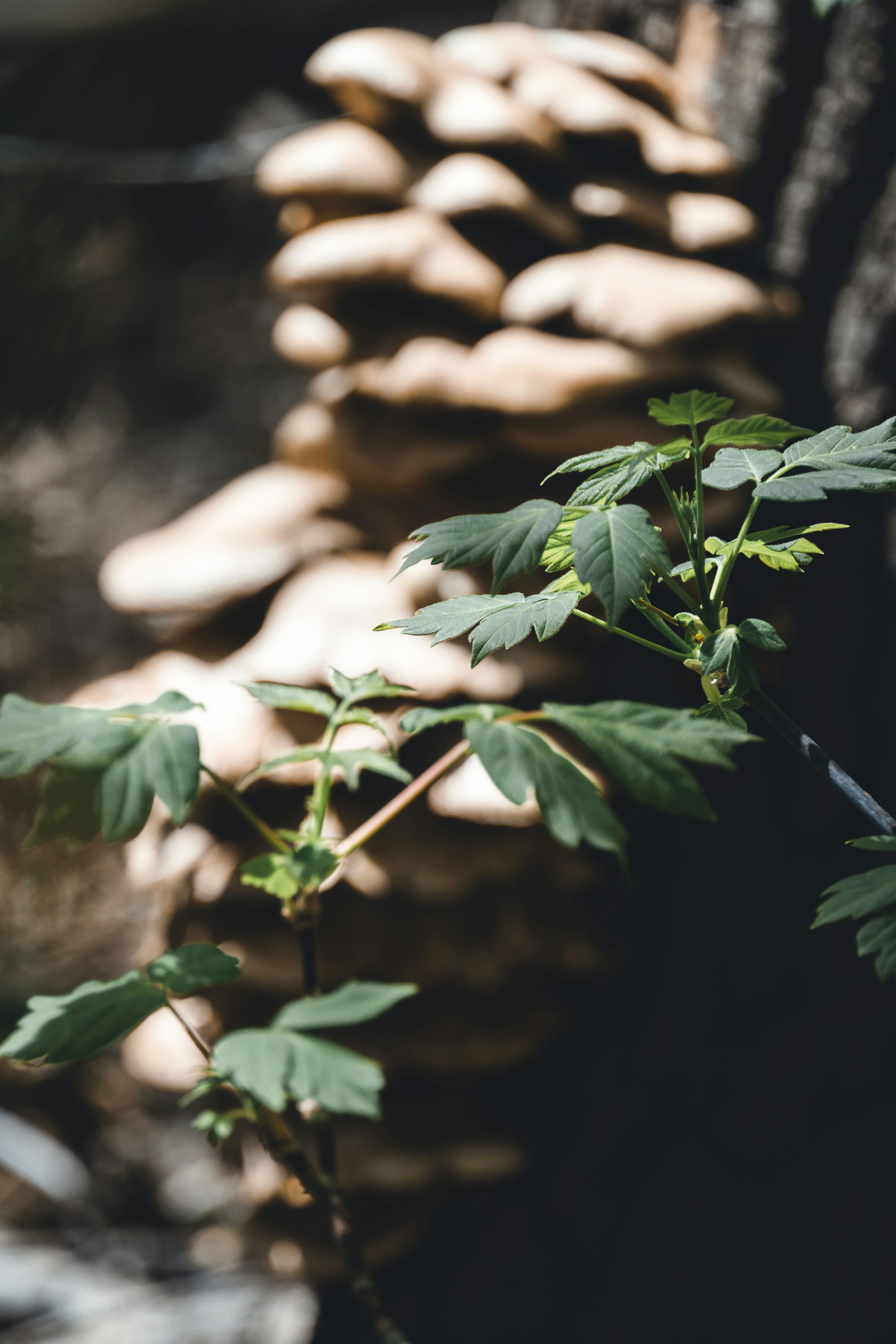 un gros plan de quelques feuilles