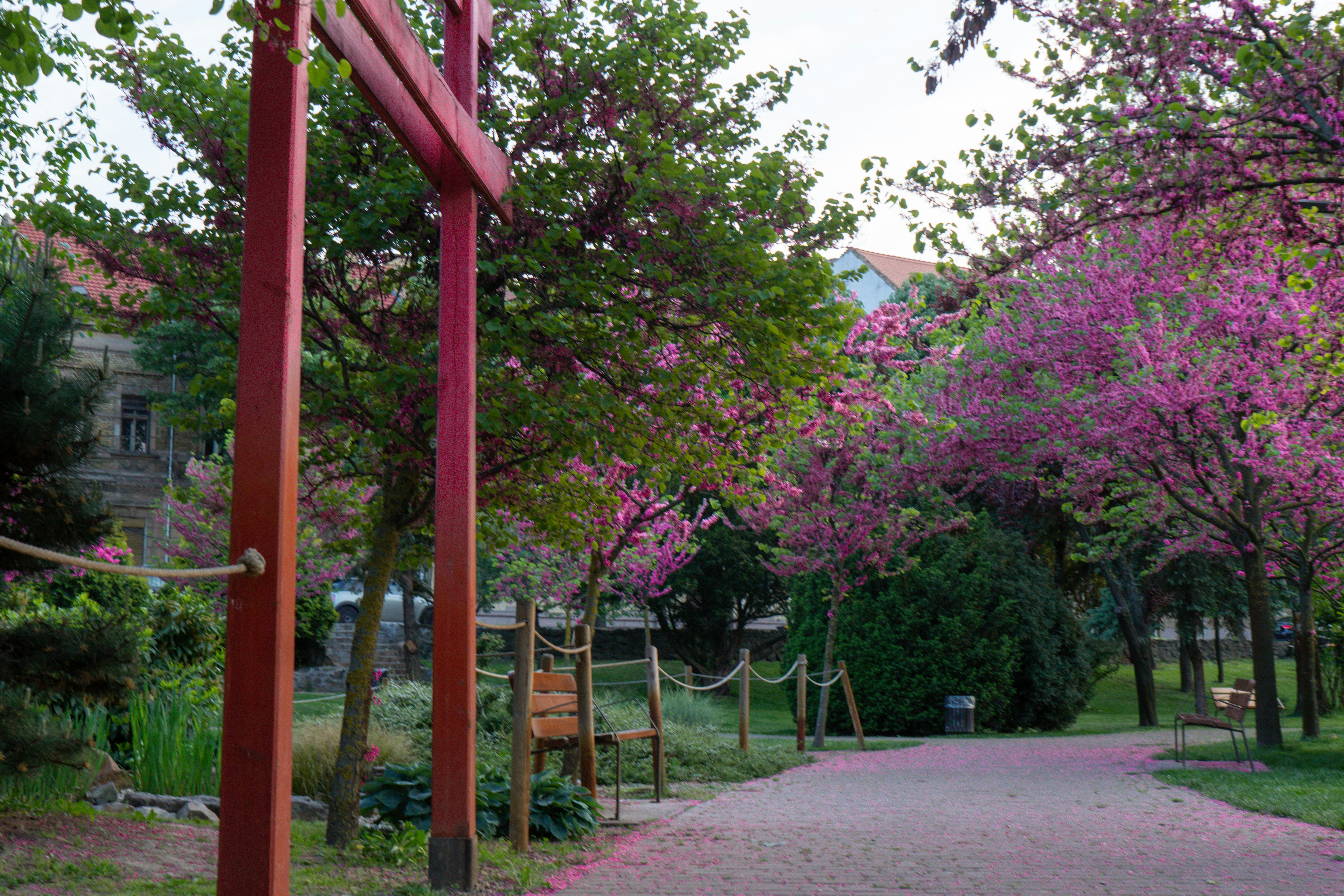 a garden with pink trees