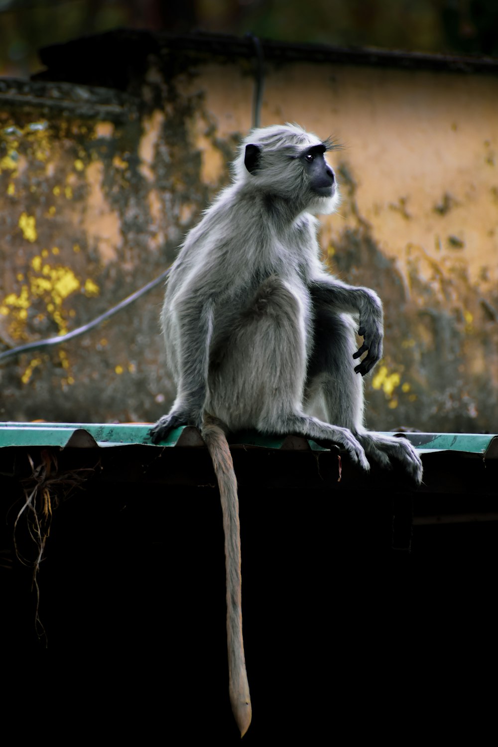 a lemur sitting on a branch