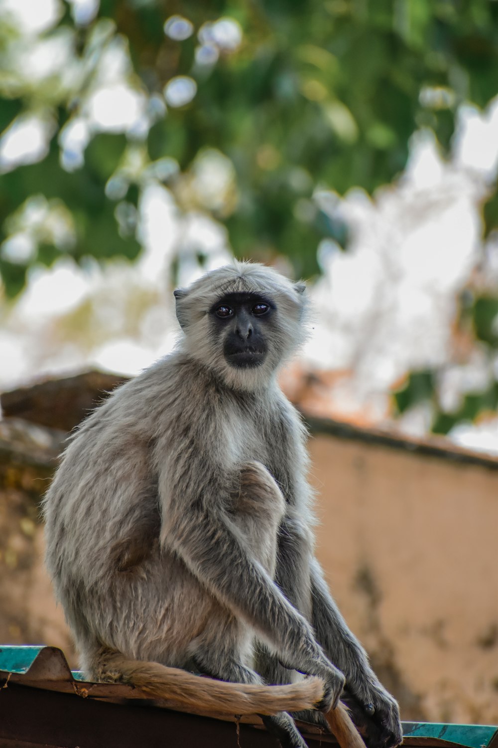 a monkey sitting on a branch