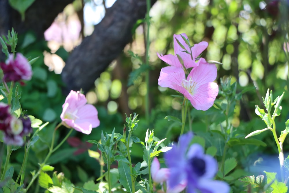 a close up of a flower