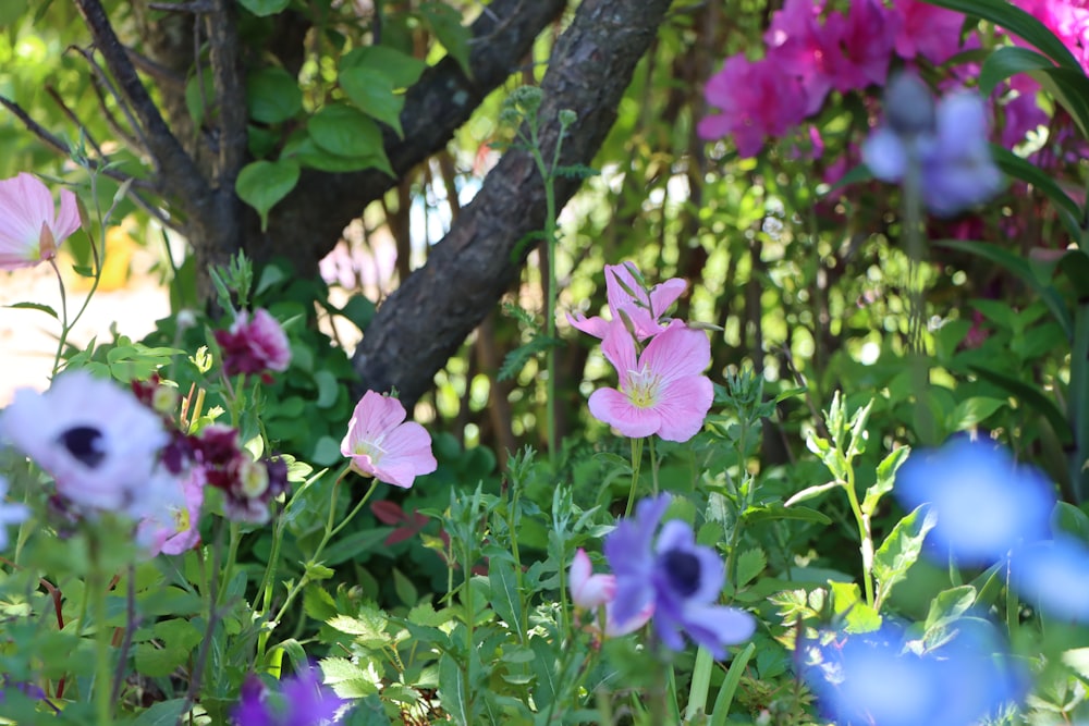 a group of flowers