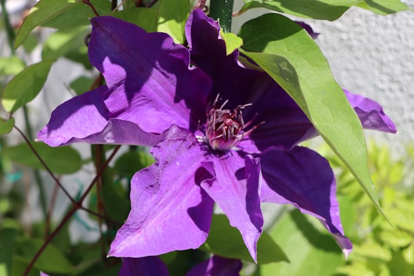 Comtesse de Bouchaud Clematis