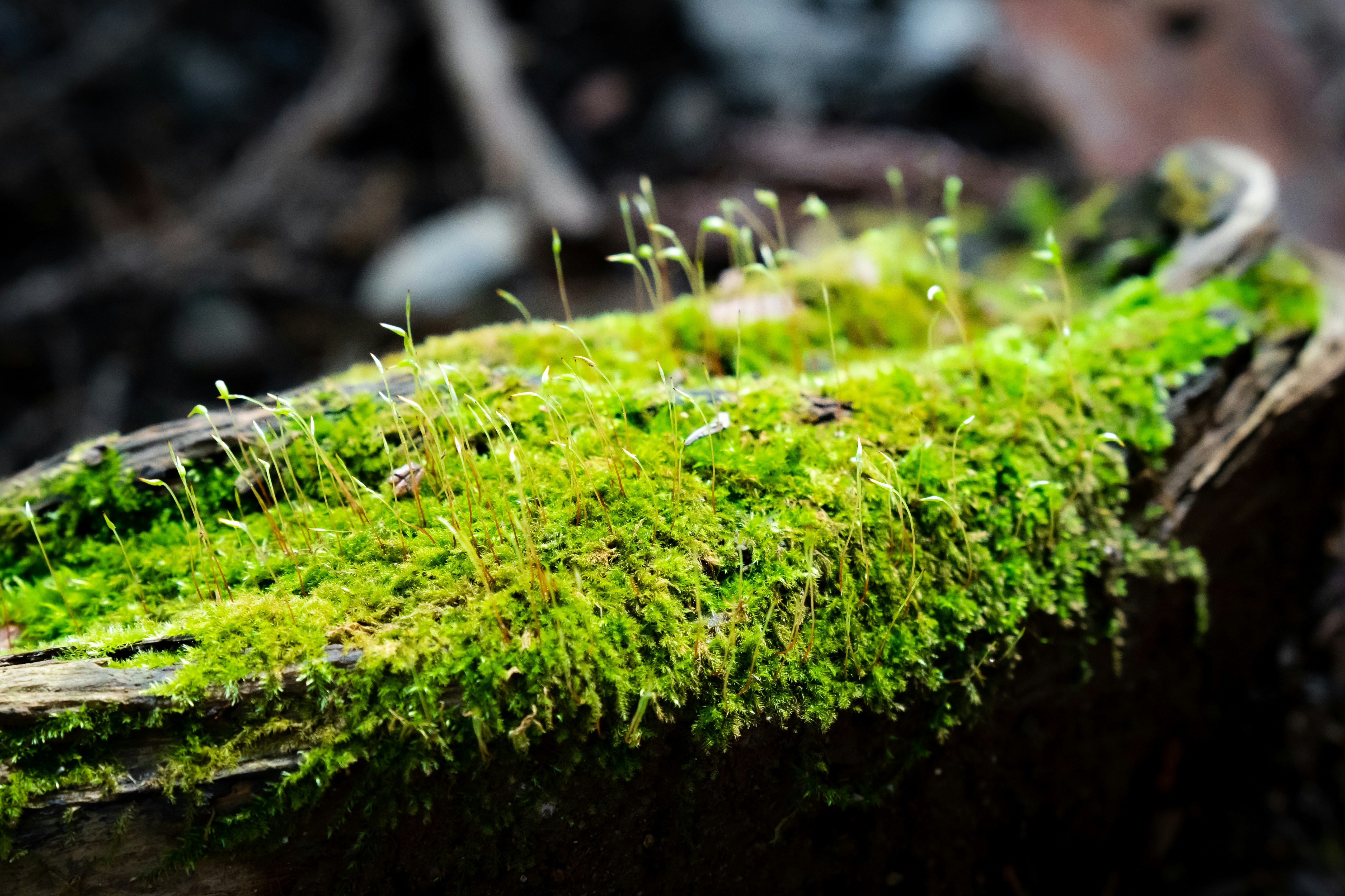 Create Microclimates at Home: Embrace DIY Comfort & Sustainability