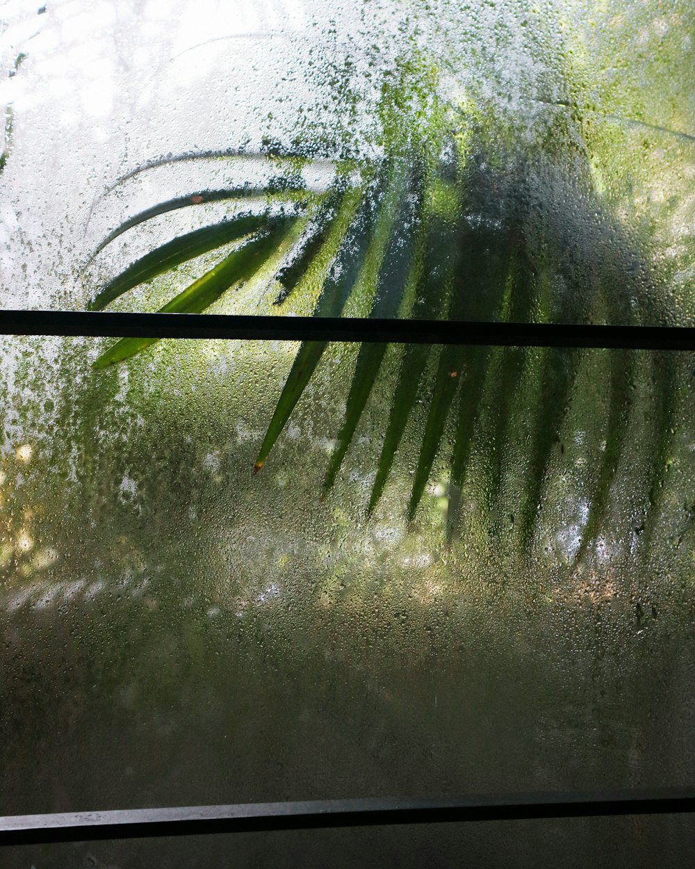 Ein Blatt an einem Fenster