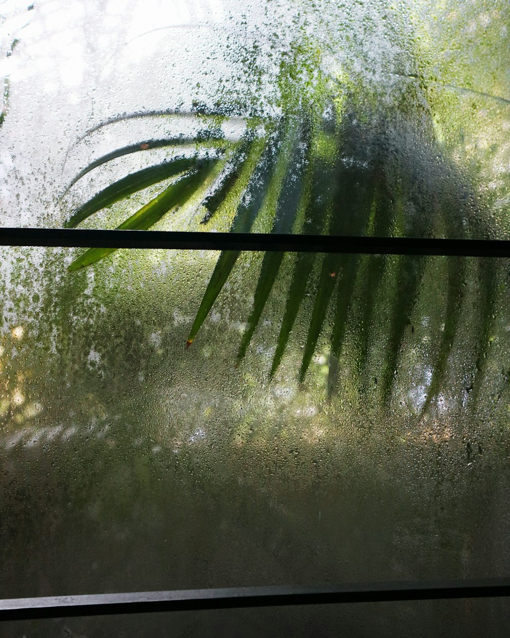 a leaf on a window